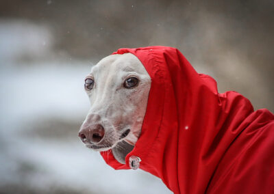 Santa Klaus Winter-Hunde-Portrait Webfoto-Oberland