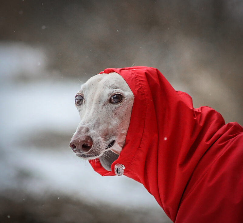 Santa Klaus Winter-Hunde-Portrait Webfoto-Oberland