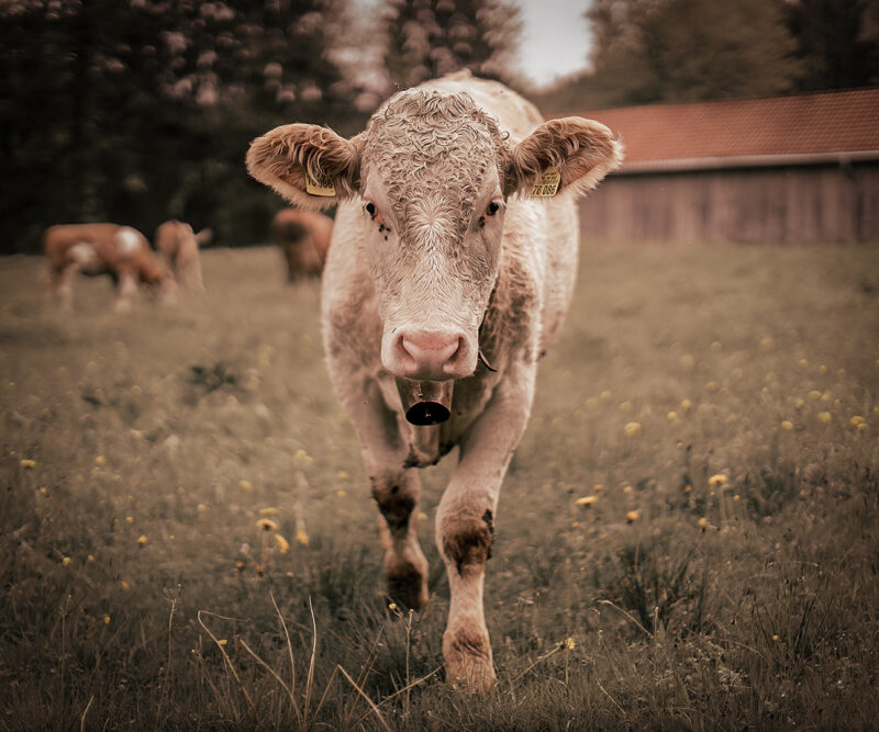 Bavarian Cowgirl Webfoto-Oberland