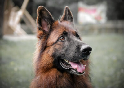 Altdeutscher Schäferhund Outdoor Hunde-Portrait-Shooting Webfoto-Oberland