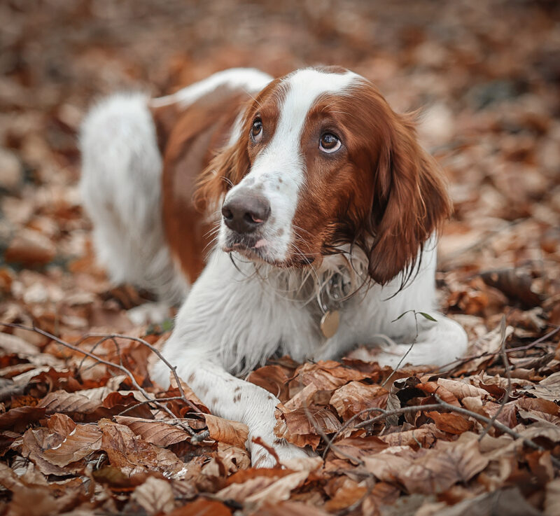 Herbstlaub Hunde-Portrait Iffeldorf Webfoto-Oberland