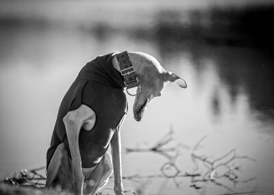 B&W Hunde-Foto Windhund Webfoto-Oberland