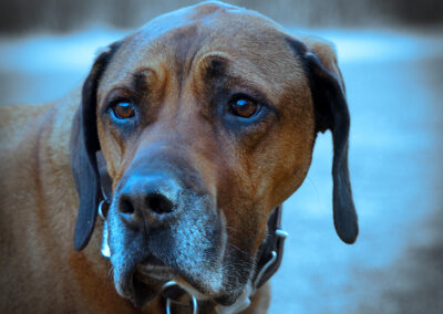 Blue and orange dream Hunde-Portrait Wolfratshausen Webfoto-Oberland