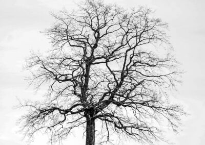 Ein Baum wie ein Herz Webfoto-Oberland
