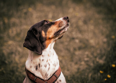 Hunde-Foto Outdoor-Portrait Webfoto-Oberland