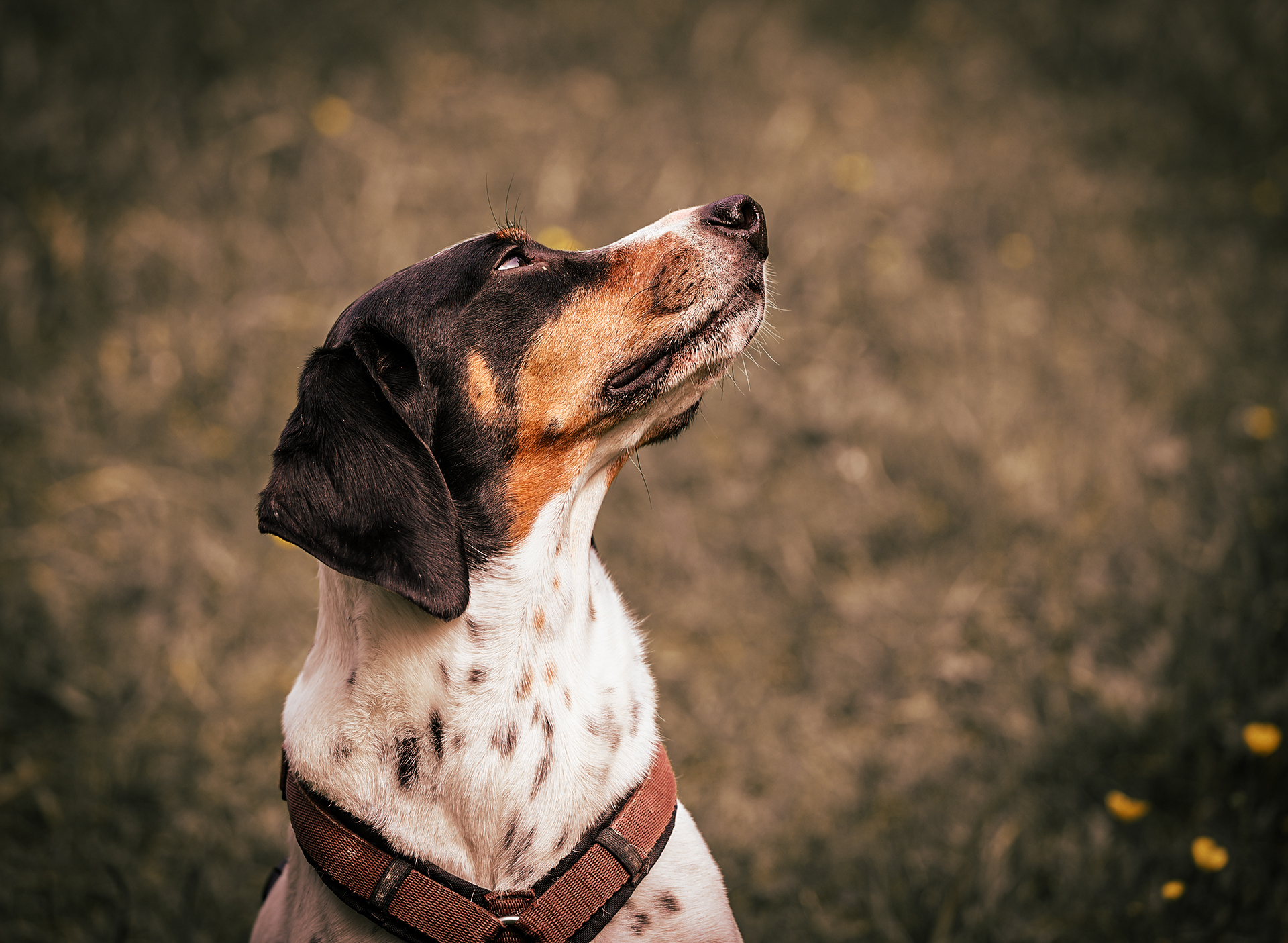 Hunde-Foto Outdoor-Portrait Webfoto-Oberland