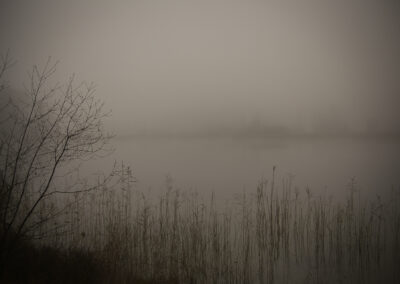 Schilfgras im Nebel Webfoto-Oberland