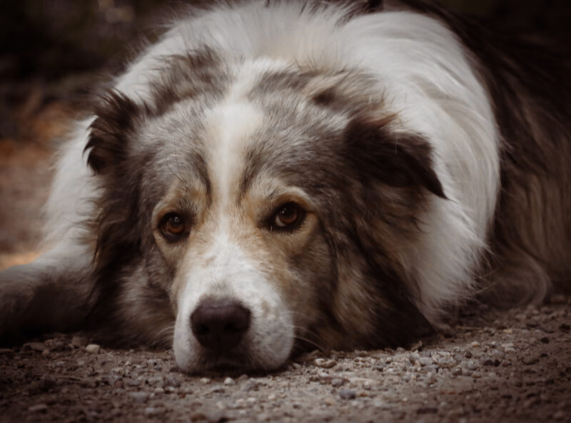 Outdoor-Hunde-Portrait Bichl Webfoto-Oberland