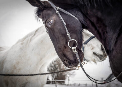 Pferde-Duo-Portrait Webfoto-Oberland