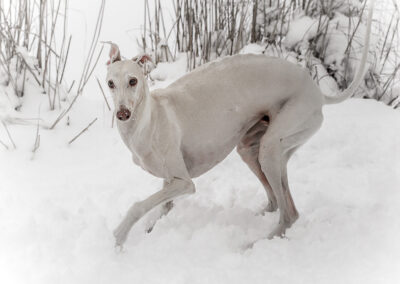 Schnee Hunde-Fotoshooting Icking Webfoto-Oberland