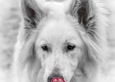 Weißer Schäferhund Hunde-Portrait Wolfratshausen Webfoto-Oberland