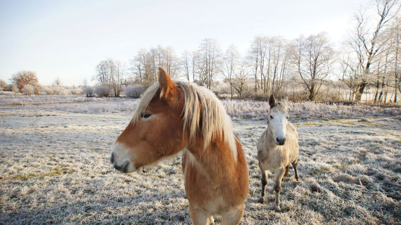 Winter-Pferde-Portraits Webfoto-Oberland