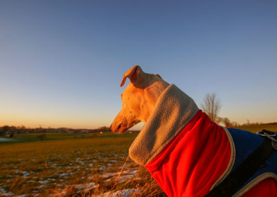 Sunrise Hunde-Portrait Webfoto-Oberland