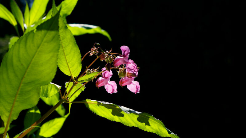 Springkraut Lowlight webfoto-Oberland