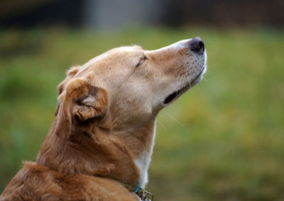 Dreaming in the sun Hunde-Portrait Wolfratshausen Webfoto-Oberland