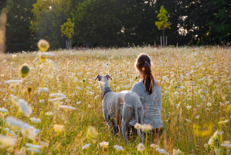 Frühlingswiesen Hunde-Foto-Shooting Penzberg Webfoto-Oberland