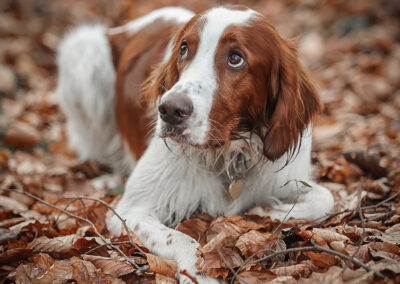 Herbstlaub Hunde-Portrait Iffeldorf Webfoto-Oberland
