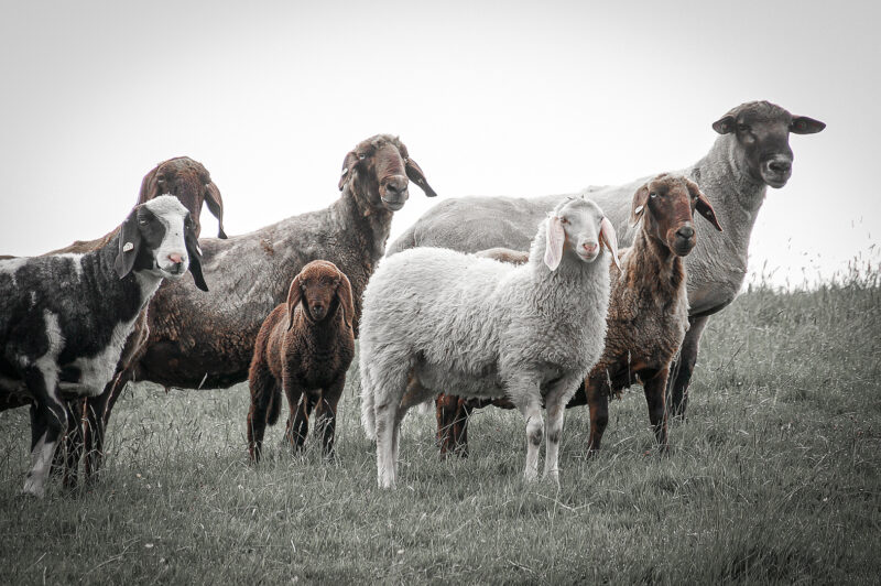 Schaf-Familie Webfoto-Oberland
