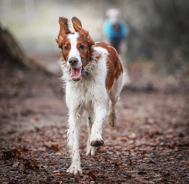 Hundeaction Outdoor-Shooting Iffldorf Webfoto-Oberland