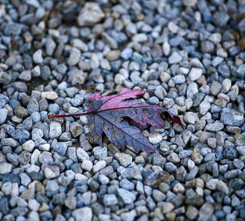 Blatt auf Kiesel Webfoto Oberland