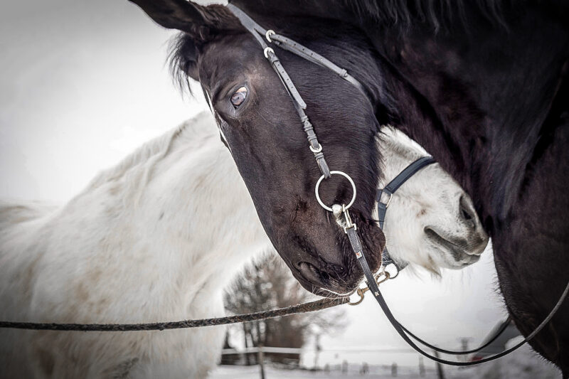 Pferde-Duo-Portrait Webfoto-Oberland