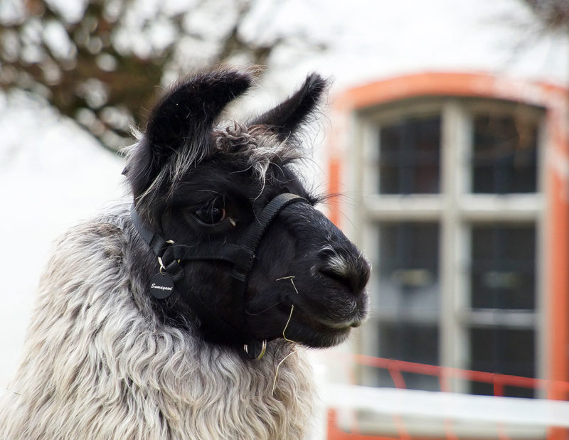 Lama-Outdoor-Portraits Webfoto-Oberland