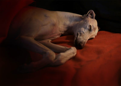 Lowlight-Fotos Windhunde Webfoto-Oberland