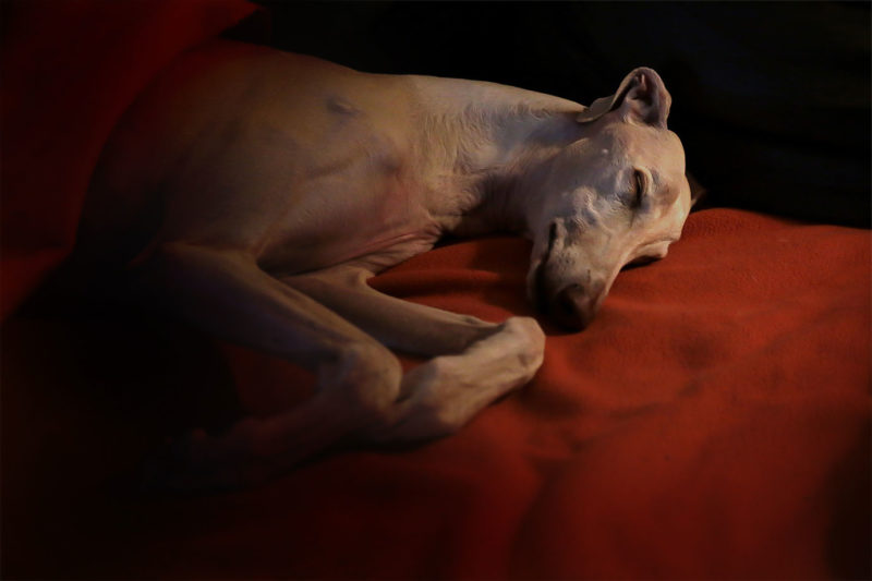 Lowlight-Fotos Windhunde Webfoto-Oberland