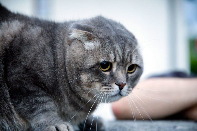 Katzen-Outdoor-Portrait Webfoto-Oberland